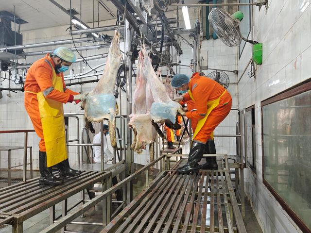lamb meat - Image 5