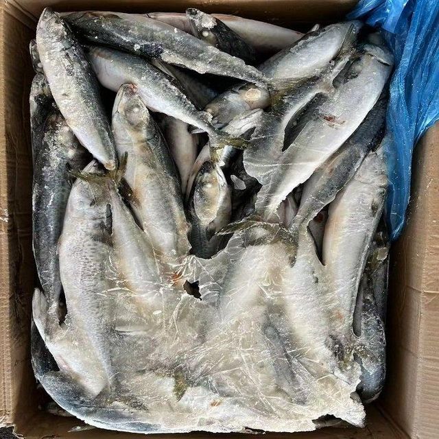 Frozen Pacific Mackerel Fish Available With Natural Taste Rich Nutrition And Reliable Seafood Solution For Retail - Image 1
