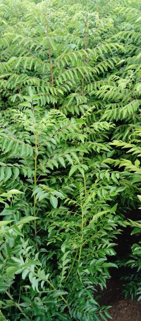 Fresh Curry Leaves - Image 4