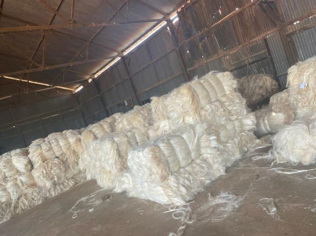 Raw Fiber UG SSUG Sisal Fiber We Can Supply Whatsap +255762500052 – product photo 4, product detail gallery