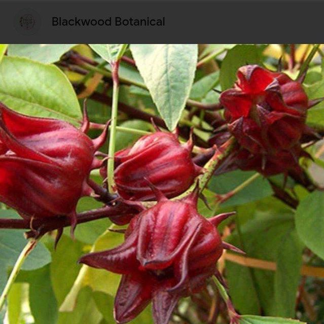Dry Hibiscus - Image 2