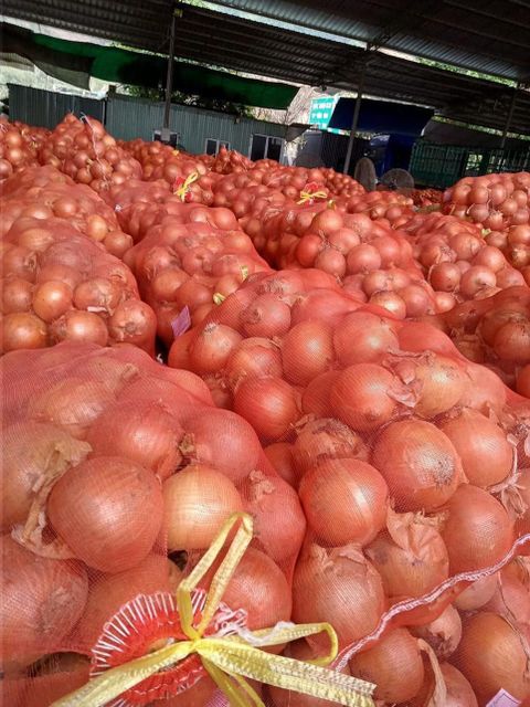 Fresh Onion - Image 1