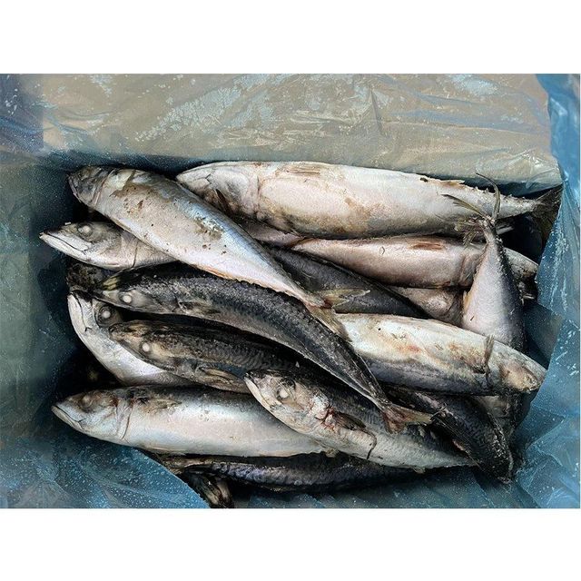 Frozen Mackerel Fish Premium Ocean Harvest With Rich Natural Taste And Carefully Processed Export Ready Selection - Image 3