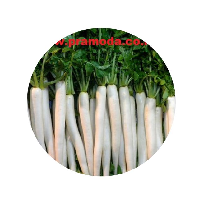 Standard Quality Fresh Radish Exporter from India Address - Content N/A Type radish Color White Style Fresh Model Number - Image 1