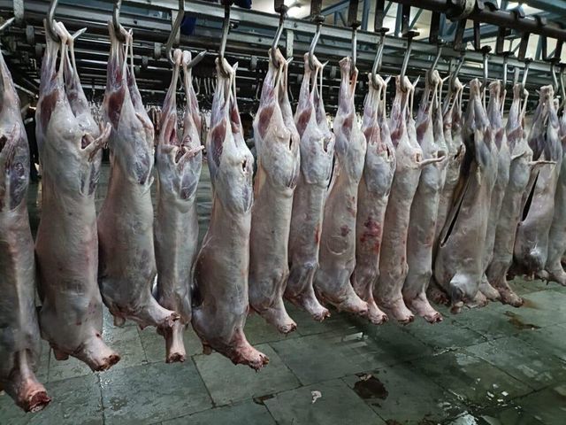 LAMB MEAT - Image 4