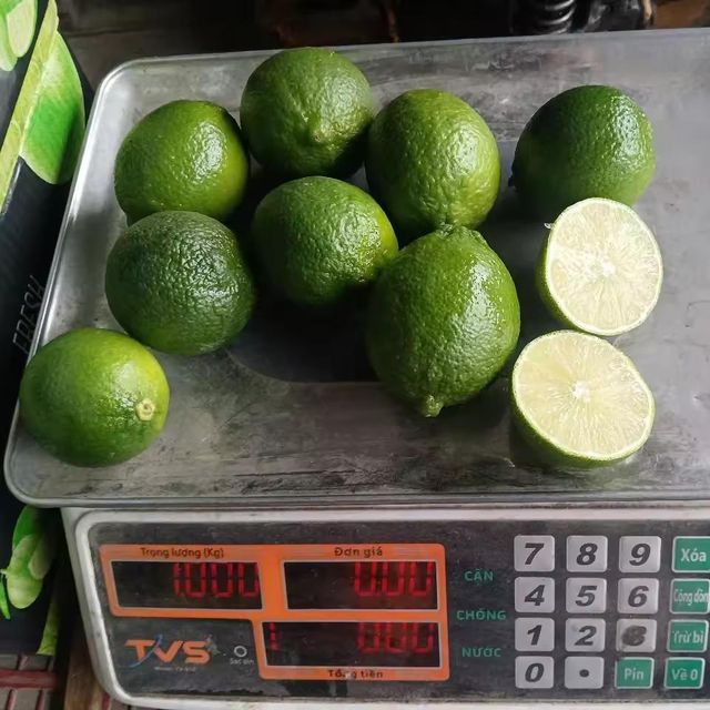 Fresh Lime Wholesale Bulk Export Supply Premium Quality Citrus Fruit High Quality for Supermarket - Image 2