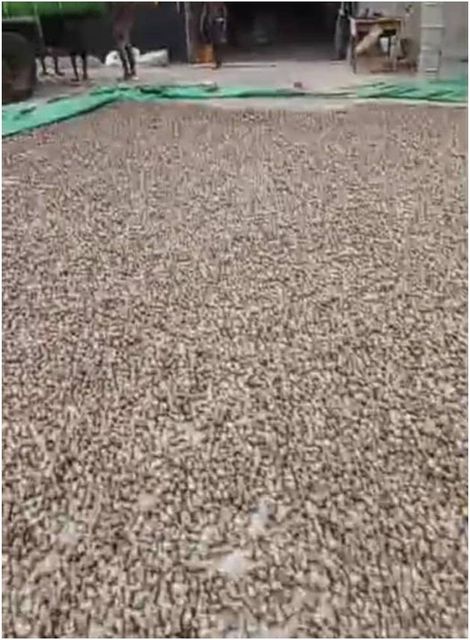 Raw cashew nuts (Anarcadium occidentale) W180 10% defective – product photo 4, product detail gallery