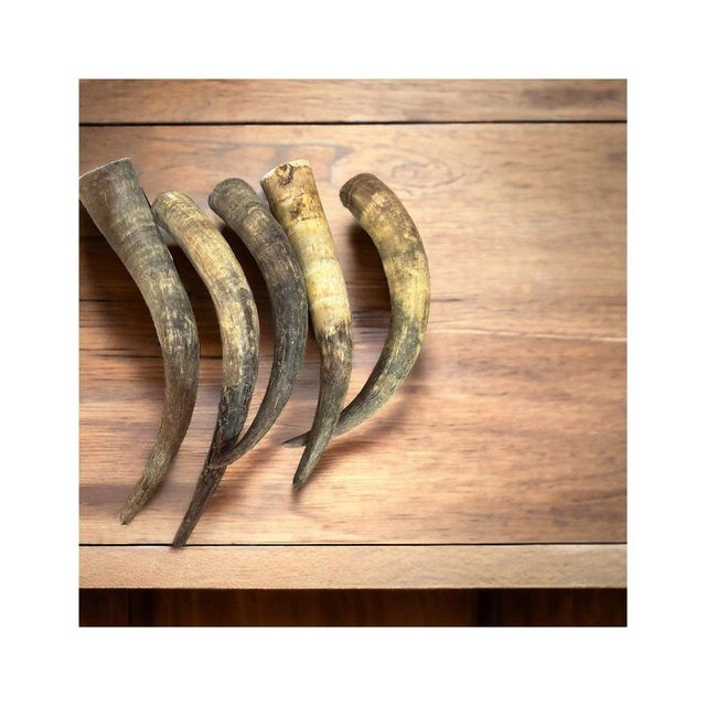 Premium quality cow horn offered at factory price for wholesale buyers - Image 3