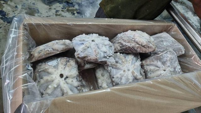 Tuna fish and King Fish, Octopus and Other grouper Fish Grade A Packaging A Drying Process a Processing Standards Haccp, Eu, Fda Compliant - Image 3