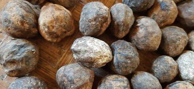 Premium Whole Candlenut (Kukui Nut) - Grade A (98% Whole) - Natural White - Origin Indonesia - Image 4