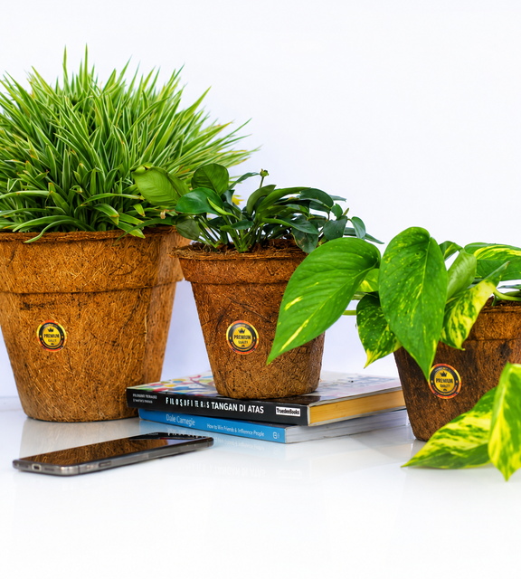 Coconut Coir Plant Pot - Image 4
