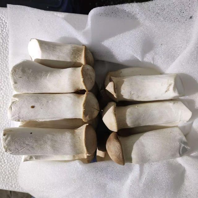 250g*12packs king oyster mushroom - Image 1