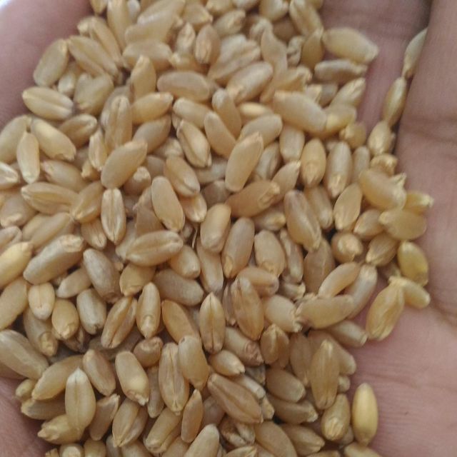 Farm Fresh Wheat Grain For Grain Processing Facilities Featuring Carefully Sorted Kernels And Premium Crop Selection - Image 3