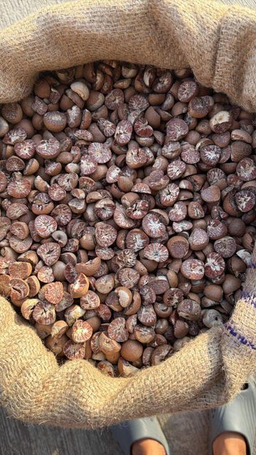 Betel Nut Split 90-95% - Image 2