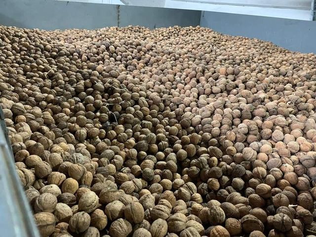 Wholesale High Quality Organic Shelled Walnuts Dried Fruit Walnut Shelled whatsap +255787979235 - Image 3