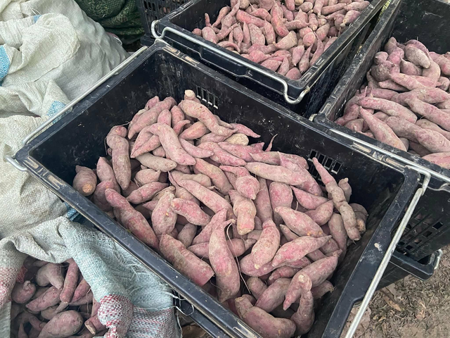 Premium Fresh Sweet Potato for Export – High Quality Red Skin Sweet Potato Bulk Supply - Image 4