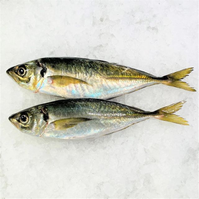 Selected Seafood Prepared With Frozen Whole Horse Mackerel Through Modern Freezing Methods For Wholesale Buyers - Image 5