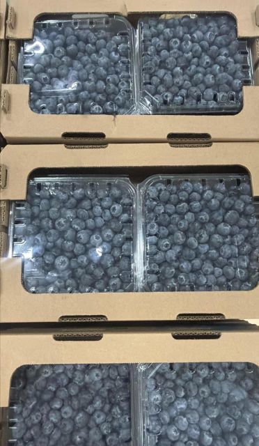 BLUEBERRIES FRESH BOX 1.5 KG Origin PERU Packaging 1.5 Drying Process FRESH Degree of Processing Other Material FOOD-GRADE CLAMSHELL - Image 5