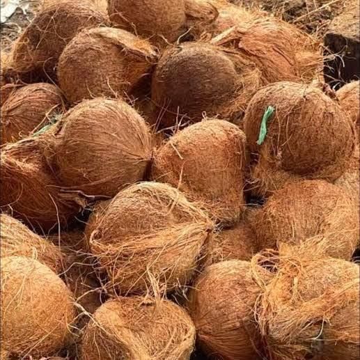COCONUT AND COCONUT BASED PRODUCTS – product photo 1, product detail gallery