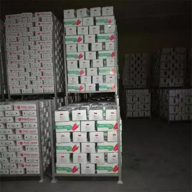 Fresh Carrots Carrotfresh Carrot Price Export Wholesale Packing 4.5kg Net Fresh Vegetables Premium Carrot Year Round 1 Cont 20ft - Image 5
