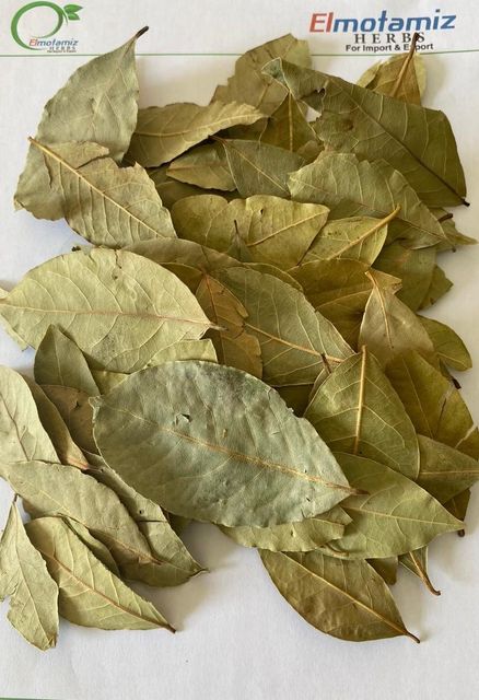 Dried Bay Leaves (Laurel Leaf) – Premium Export Grade, Whole Leaf, Egypt Origin - Image 1