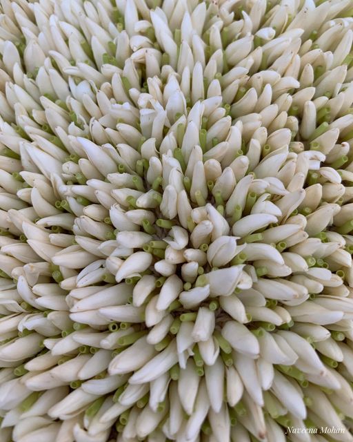 Udupi Mallige Jasmine (Jasminum sambac) – GI Tagged Premium Export-Grade Fresh Buds | APEDA Registered Exporter | Cold-Chain Maintained for Global Markets - Image 1