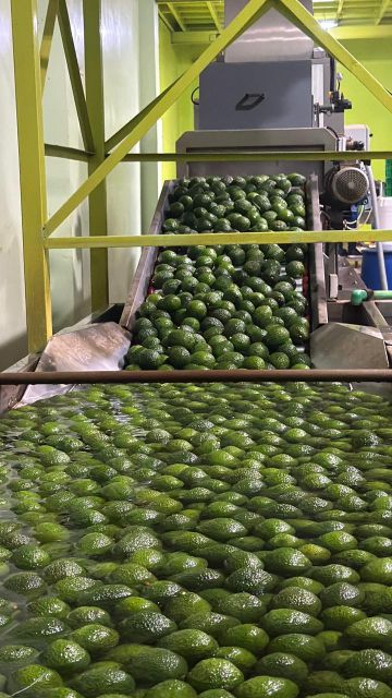 Fresh Hass Avocado From Kenya - Image 3