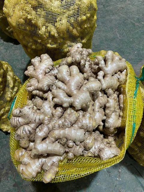 FRESH GINGER - Image 1