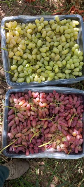 grapes fruits Packaging box Type fresh grapes Origin Uzbekistan Purity 100% Natural Manufacturer uzbekistan Certifications Global Gap Certificate - Image 2