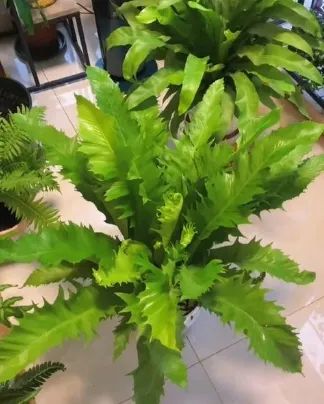 Ornamental Plant Bonsai Sword Fern Size Middle Origin Xiamen Scent Odorous Specification 12cm Type Potted Flowers Model NO. Sword Fern - Image 4
