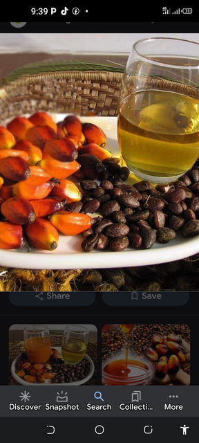 Palm kaneel seeds and oil - Image 2