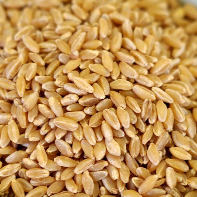Premium Quality Durum Wheat For Global Food Processing Industries With High Protein Content - Image 2