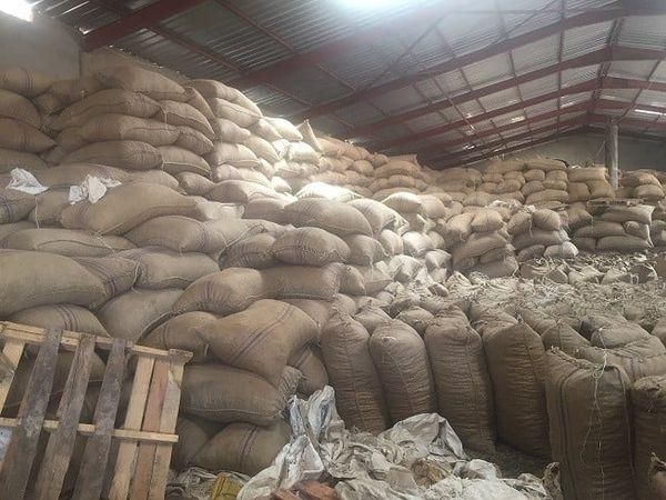PREMIUM QUALITY CHEAP RAW CASHEW NUTS IN SHELL WHOLE SALE. WHATSAP +255787979235 FOR MORE DETAILS - Image 4