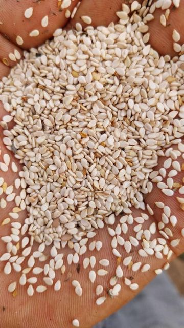Semsem Seed - Image 2