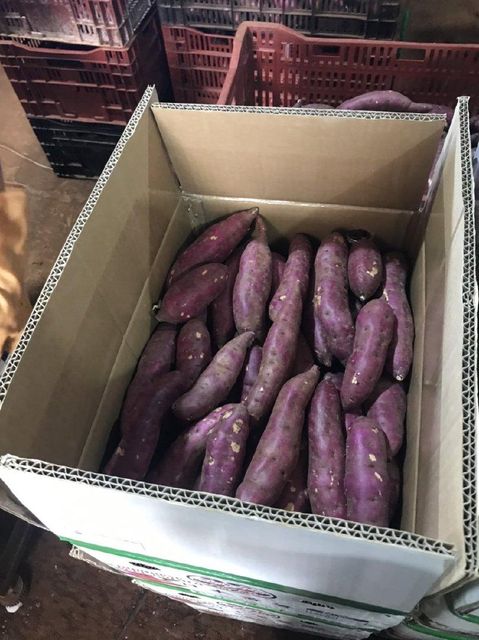 Hot Sale High Quality Japanese Purple Fresh Sweet Potatoes Farm Factory from Vietnam- whatsapp 0084 989 322 607 - Image 3