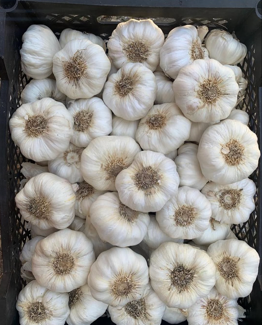 CONSISTENT SUPPLY HIGH QUALITY FRESH GARLIC WHOLE BULBS 6.5cm DIAMETER 10Kg MESH BAGS RICH FLAVOR - Image 3