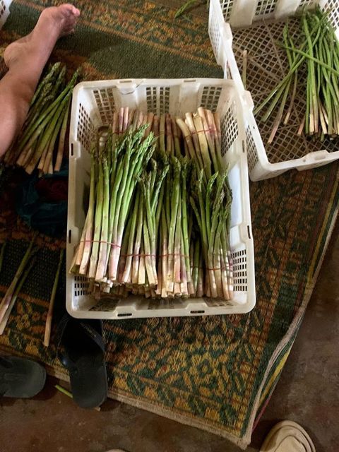 Fresh green Asparagus competitive price supplier From tanah Karo North Sumatra - Image 3