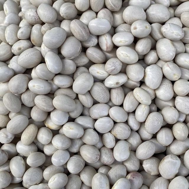 Dried Sugar Beans With Long Shelf Life And High Purity For Export And Wholesale Distribution Markets - Image 1