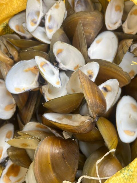 Seashells Origin Coastal Regions Form Natural, Handcrafted Application Landscaping And Paving Appearance Exotic And Vibrant, Unique And Uncommon - Image 1
