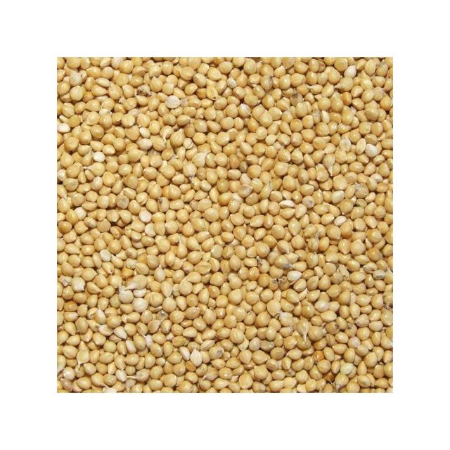 Bulk yellow millet available for wholesale purchase by food and feed manufacturers - Image 3