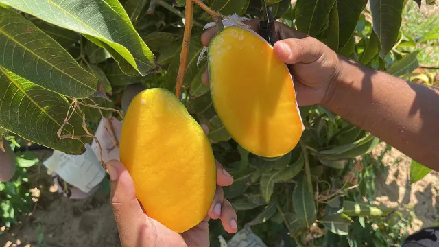 Mango Grade first Texture Fresh Color Vibrant Flavor Sweet With Rich Aroma Sourcing Method Direct From Farms Address Submit your request /+201055570553 - Image 4