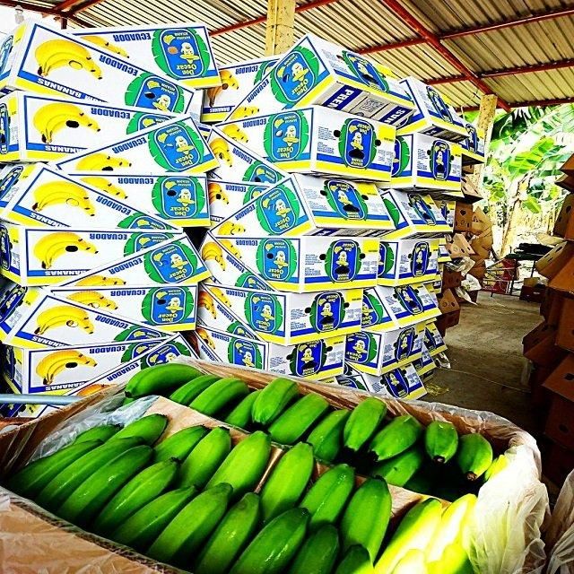 Fresh Organic Cavendish Bananas Handpicked Sweet 10kg for Wholesale and Retail Distribution - Image 3