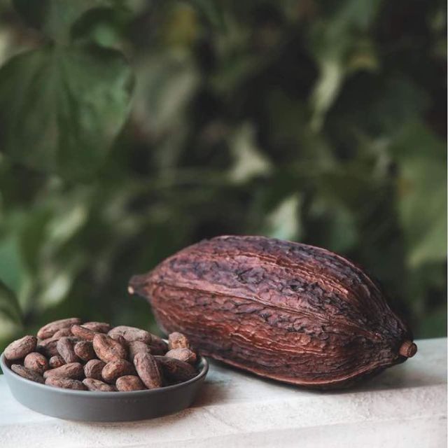 Natural Cocoa bean ready for export Cocoa bean sourced from leading regions with exceptional quality - Image 3