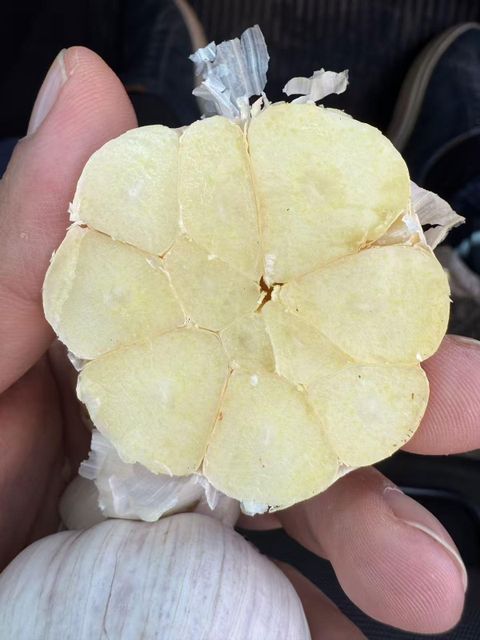 Fresh Garlic Pure White Shandong China Bulk Export Supply - Image 4
