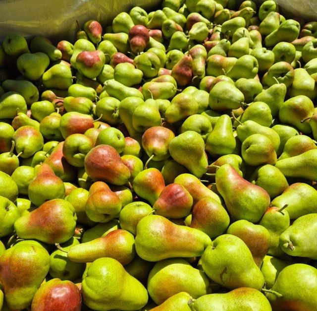 Quality Fresh Pears for sale Organic Yes Origin South Africa Harvest Condition At Peak Ripeness Harvest Timing Harvested At Peak Ripeness - Image 2