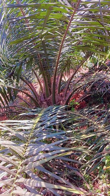 Unrefined oik palm – product photo 2, product detail gallery