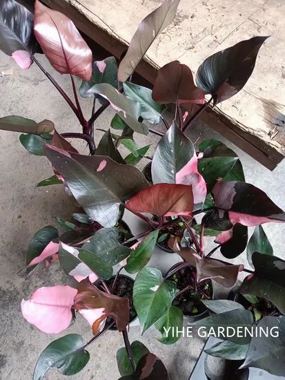 Philodendron Pink Princess Variegated Live Indoor Plants Origin China Feature Evergreen Model NO. PH50710 Properties Nature - Image 6