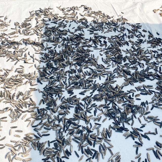 Sri Lankan Sea cucumber 100kg Natural Sun Dried Sand Fish, Disco, White Teat, Black Teat Sea cucumber - Image 6