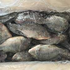 GLOBAL SEAFOOD SUPPLIERS: BLACK TILAPIA WHOLE ROUND FOR YOUR INTERNATIONAL MARKETS - Image 3