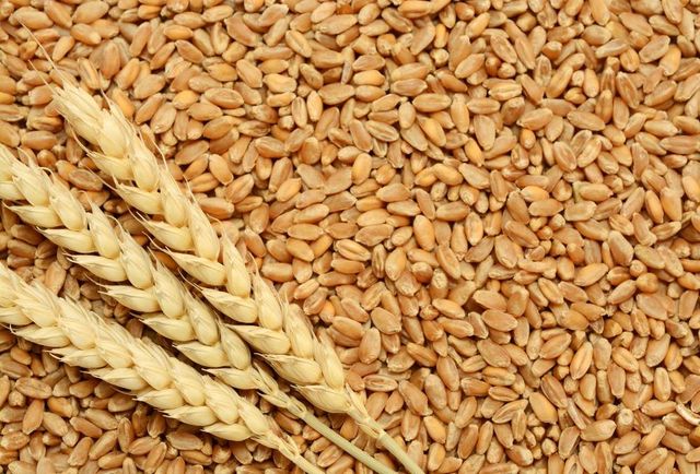 Milling Wheat Grain for Industrial Flour Mills Requiring Reliable Raw Materials for Bread Pastries and Bakery Products - Image 1